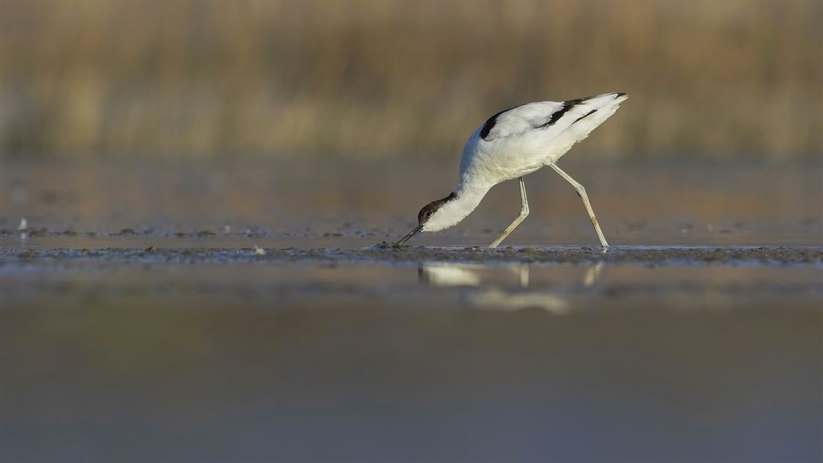 Pied Avocet