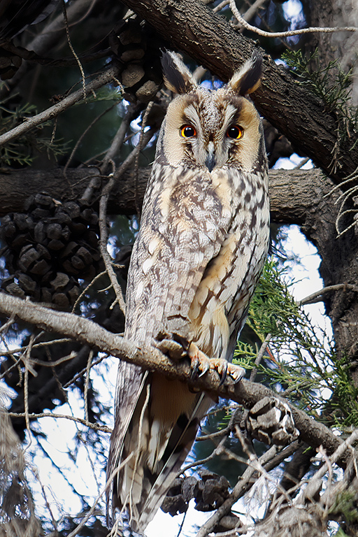 Long-eared Owl