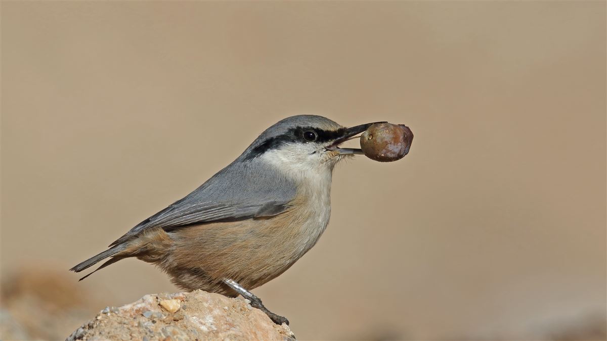 Western Rock Nuthatch