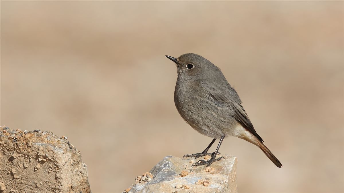 Black Redstart