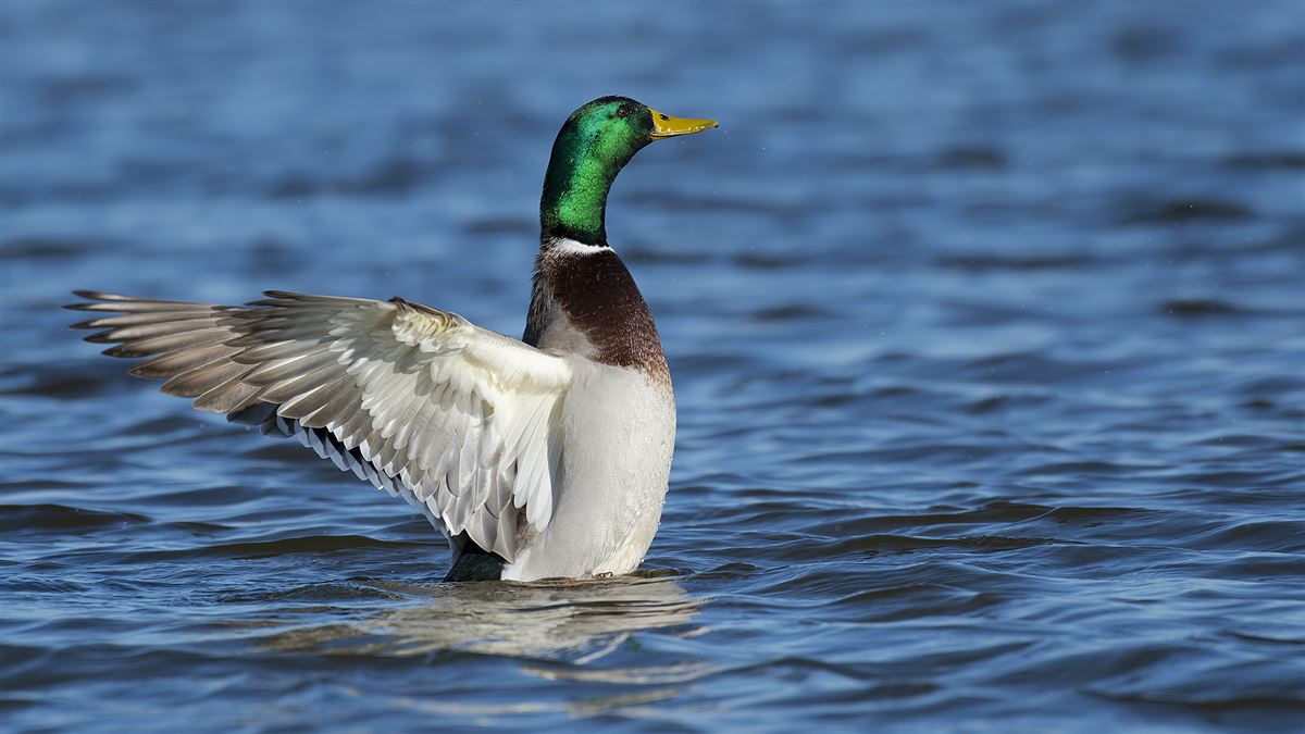 Mallard