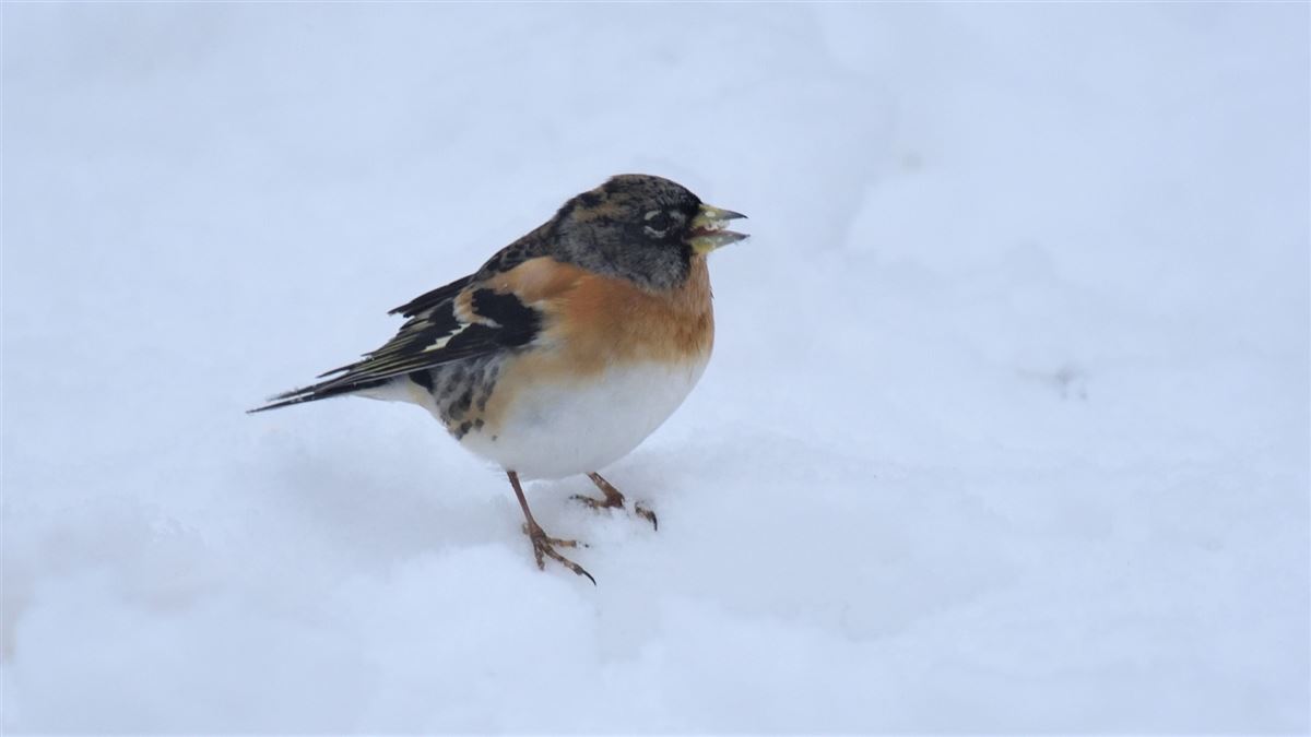 Brambling