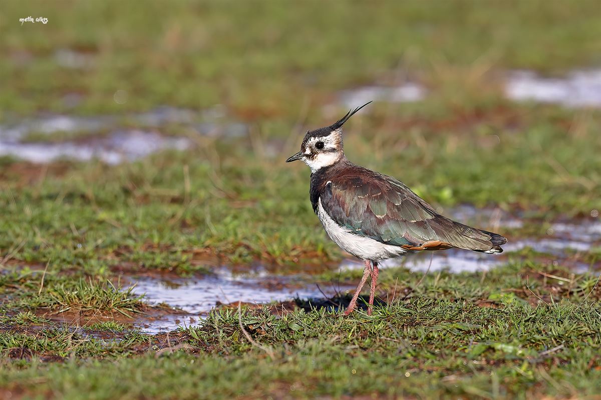 Northern Lapwing
