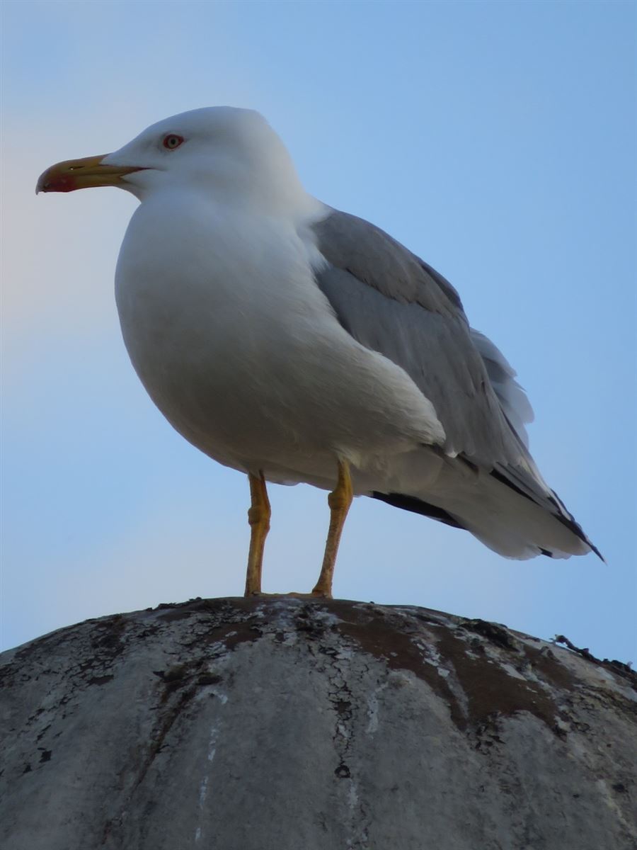 Yellow-legged Gull