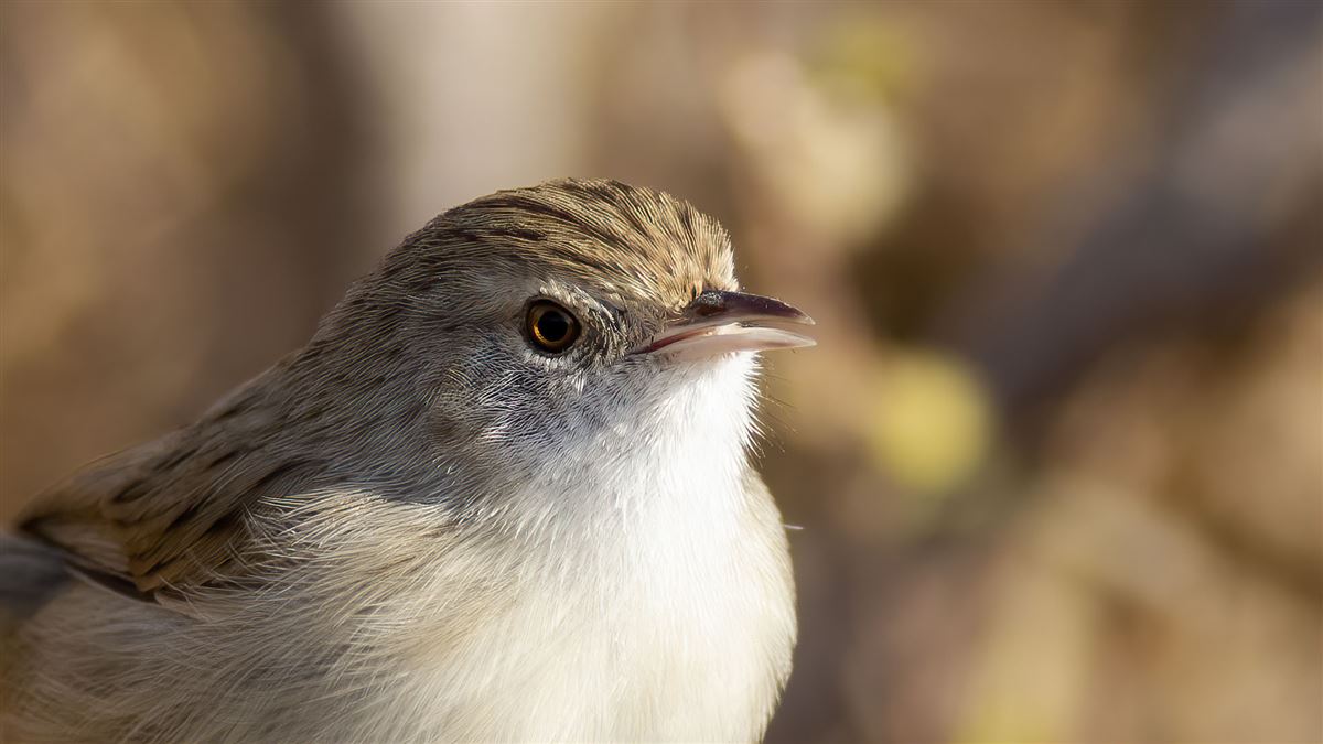 Delicate Prinia