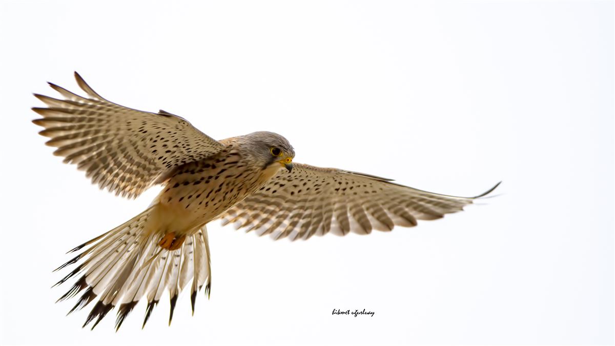 Common Kestrel