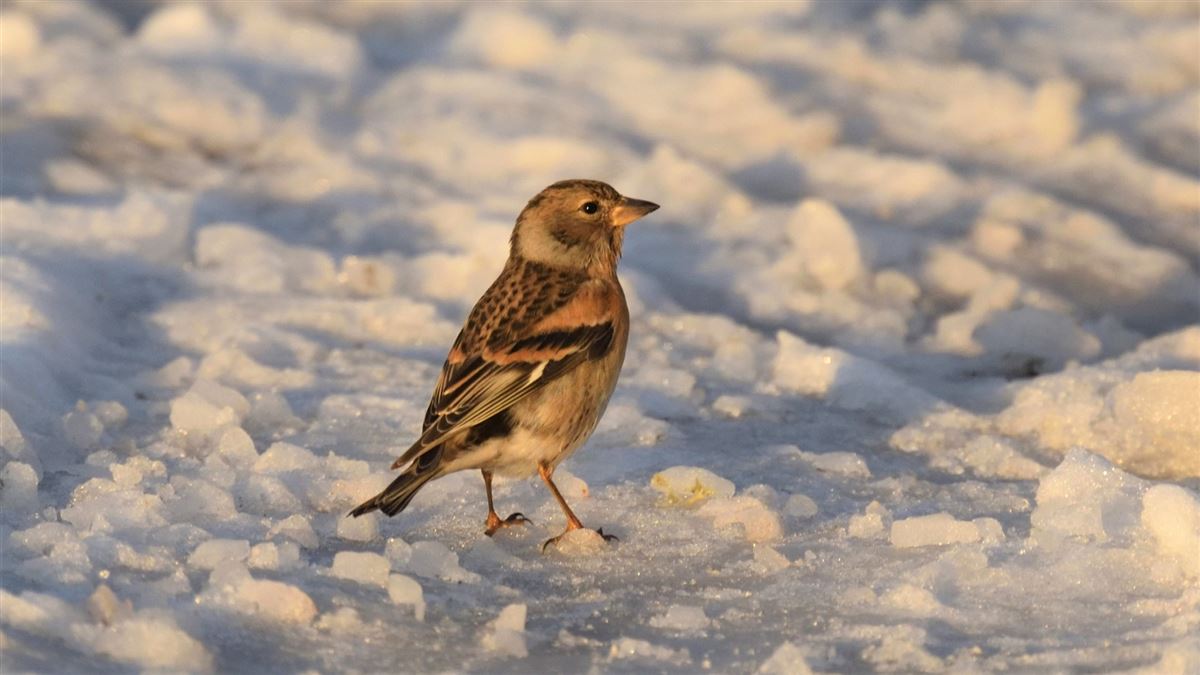 Brambling