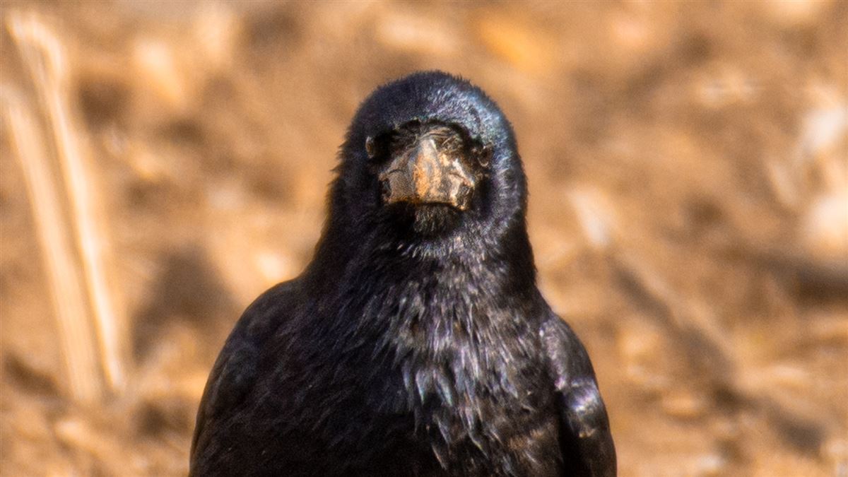 Rook