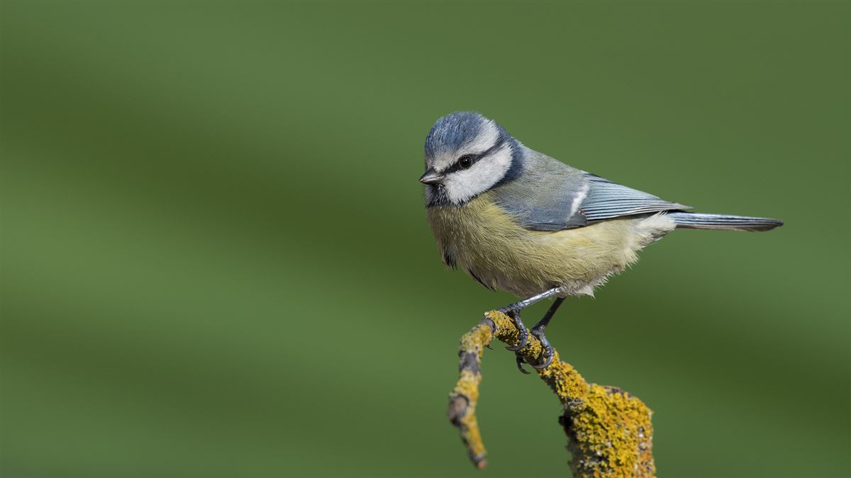 Eurasian Blue Tit