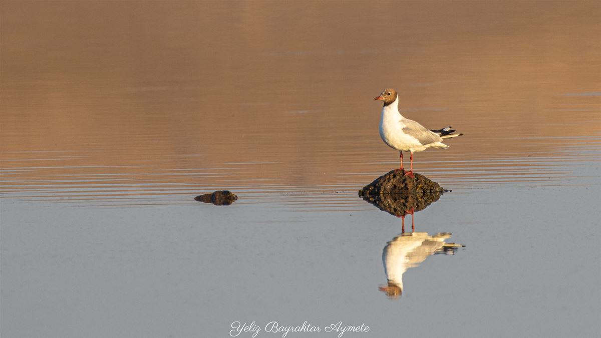 Black-headed Gull