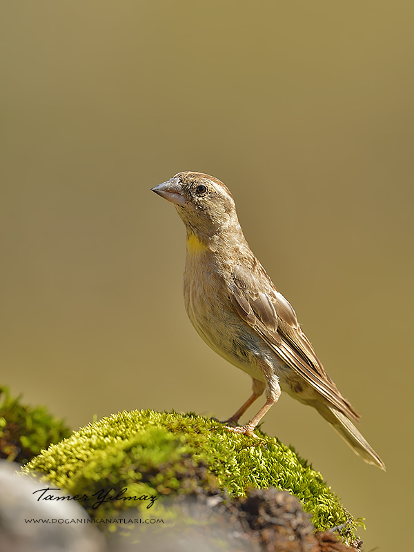 Rock Sparrow