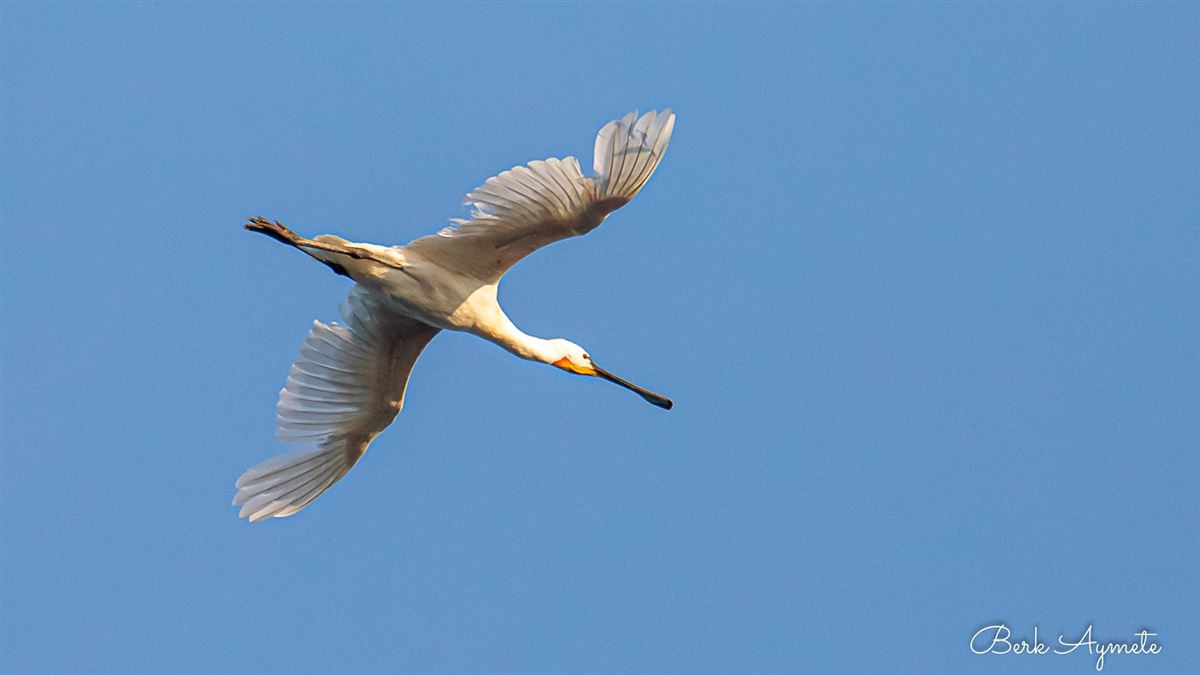 Eurasian Spoonbill