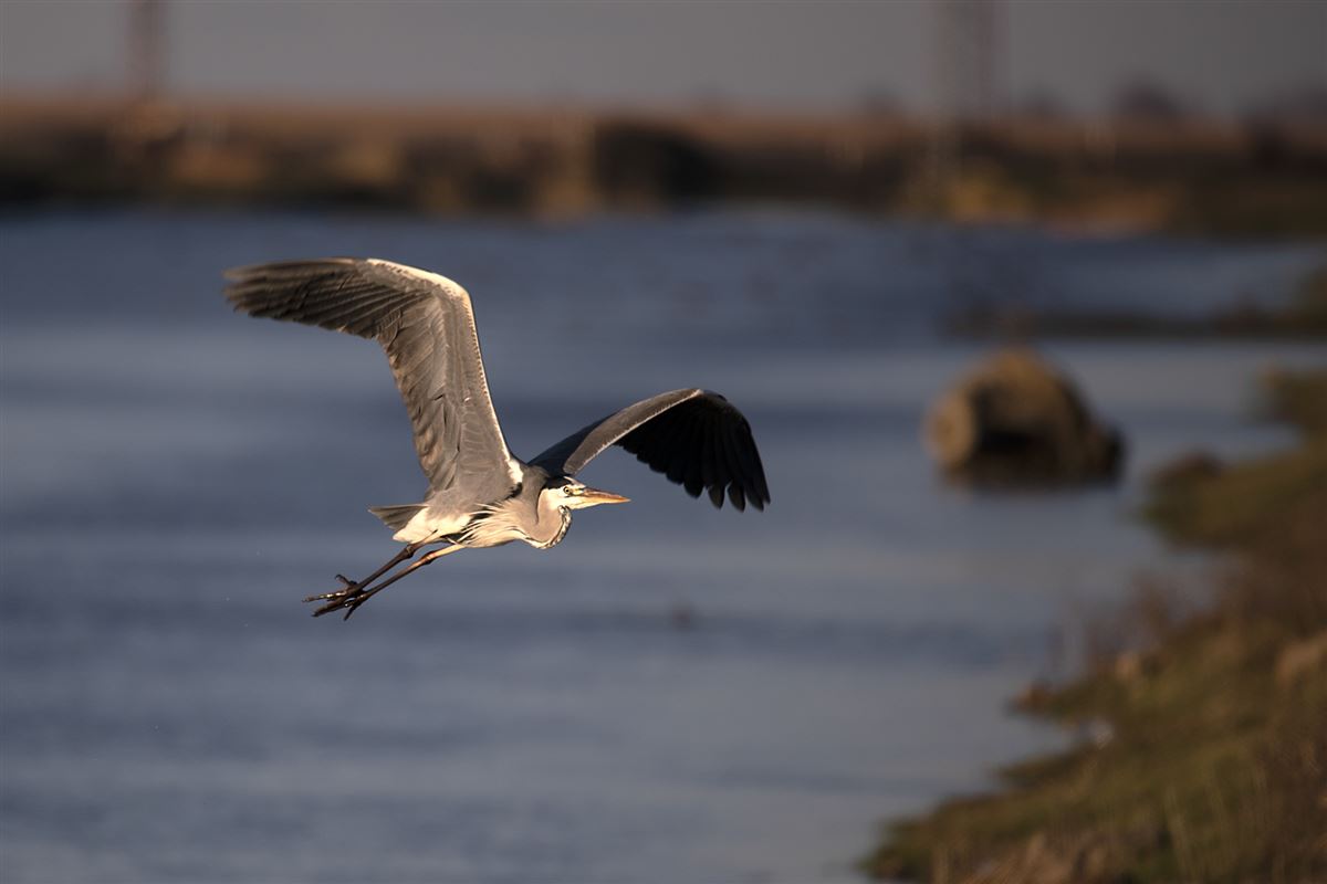 Grey Heron