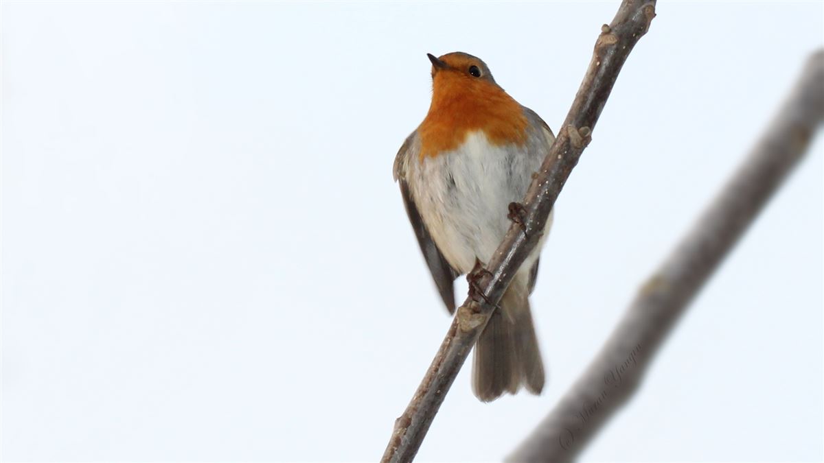 European Robin
