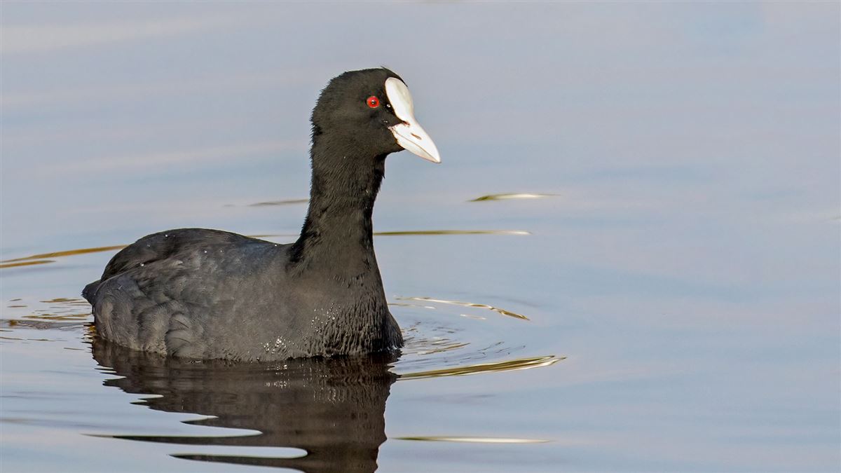 Eurasian Coot