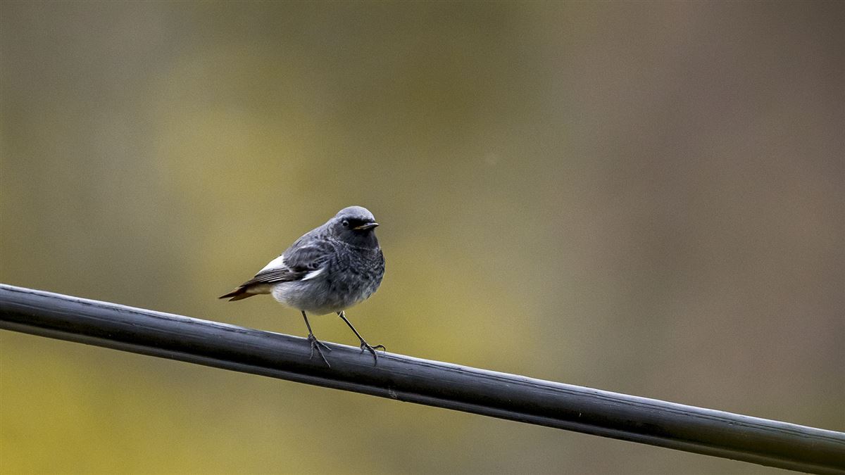Black Redstart