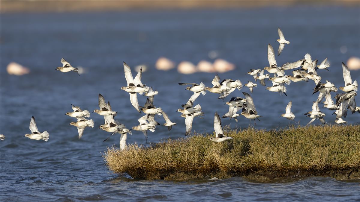 Grey Plover