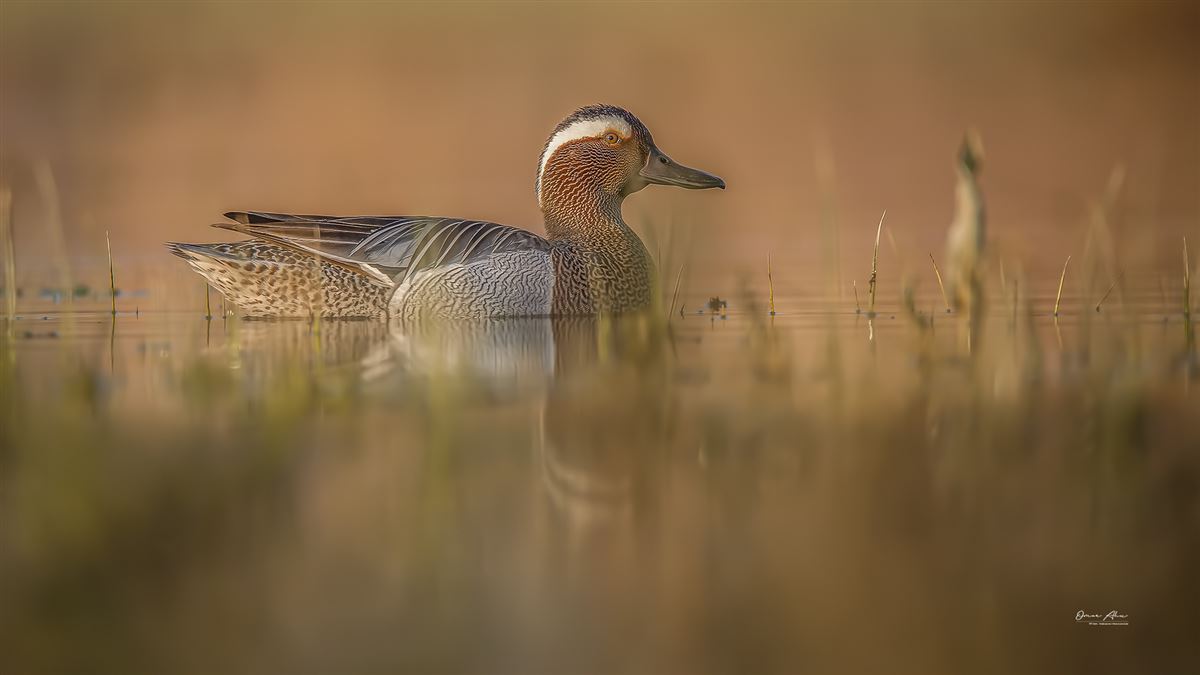 Garganey