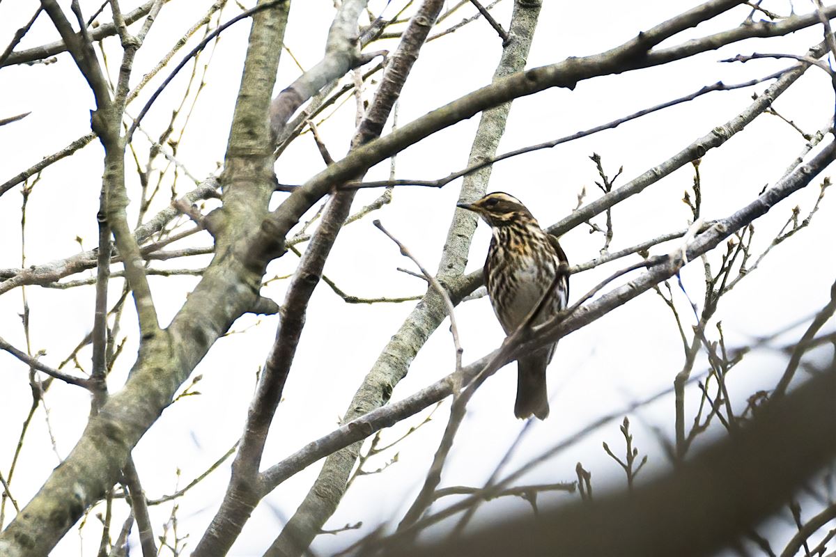 Redwing