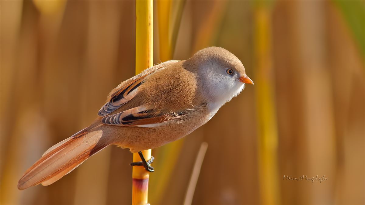 Bearded Reedling