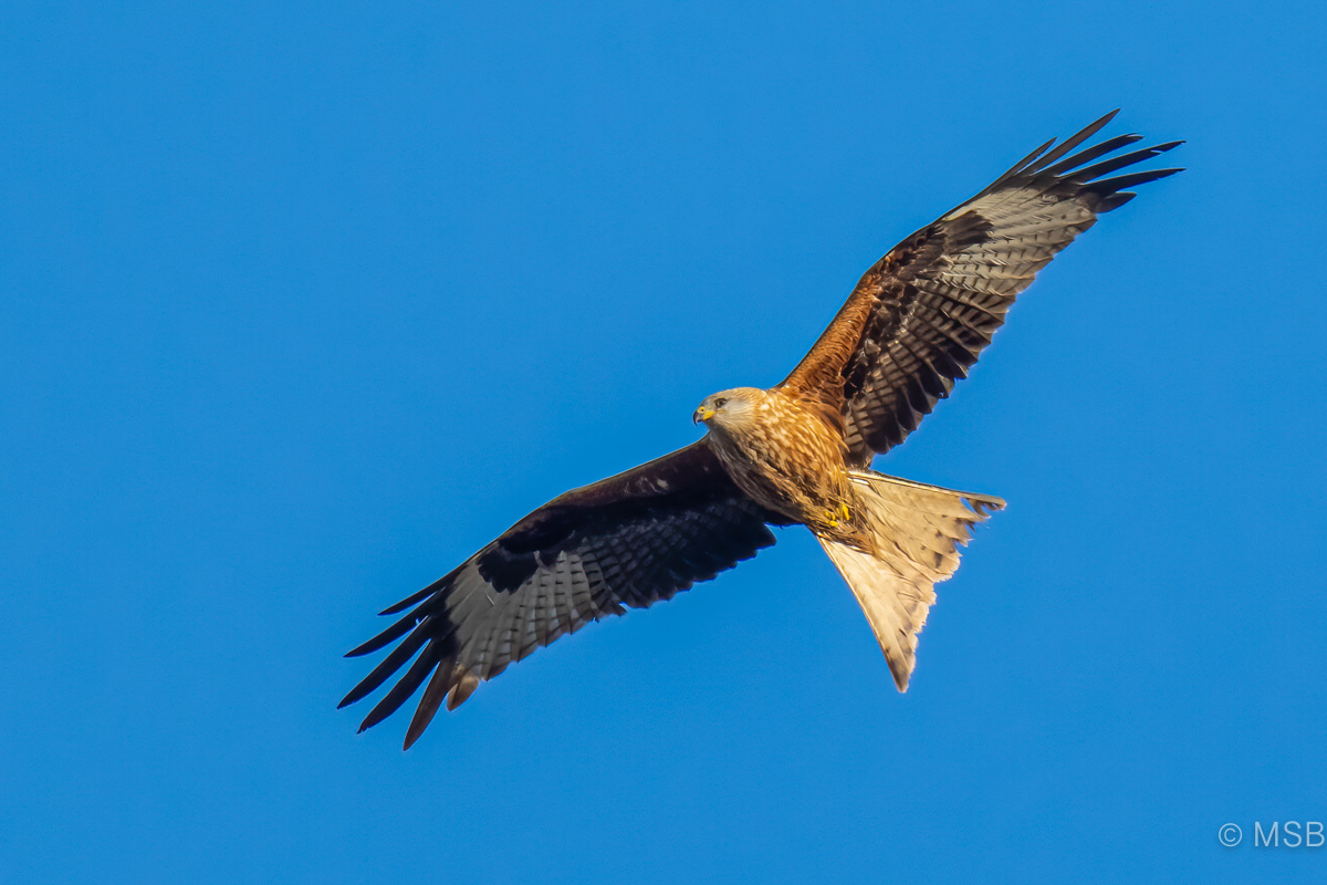 Red Kite