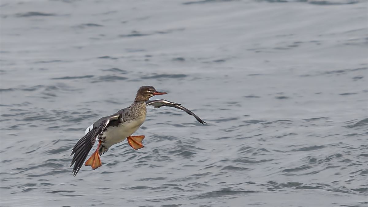 Red-breasted Merganser