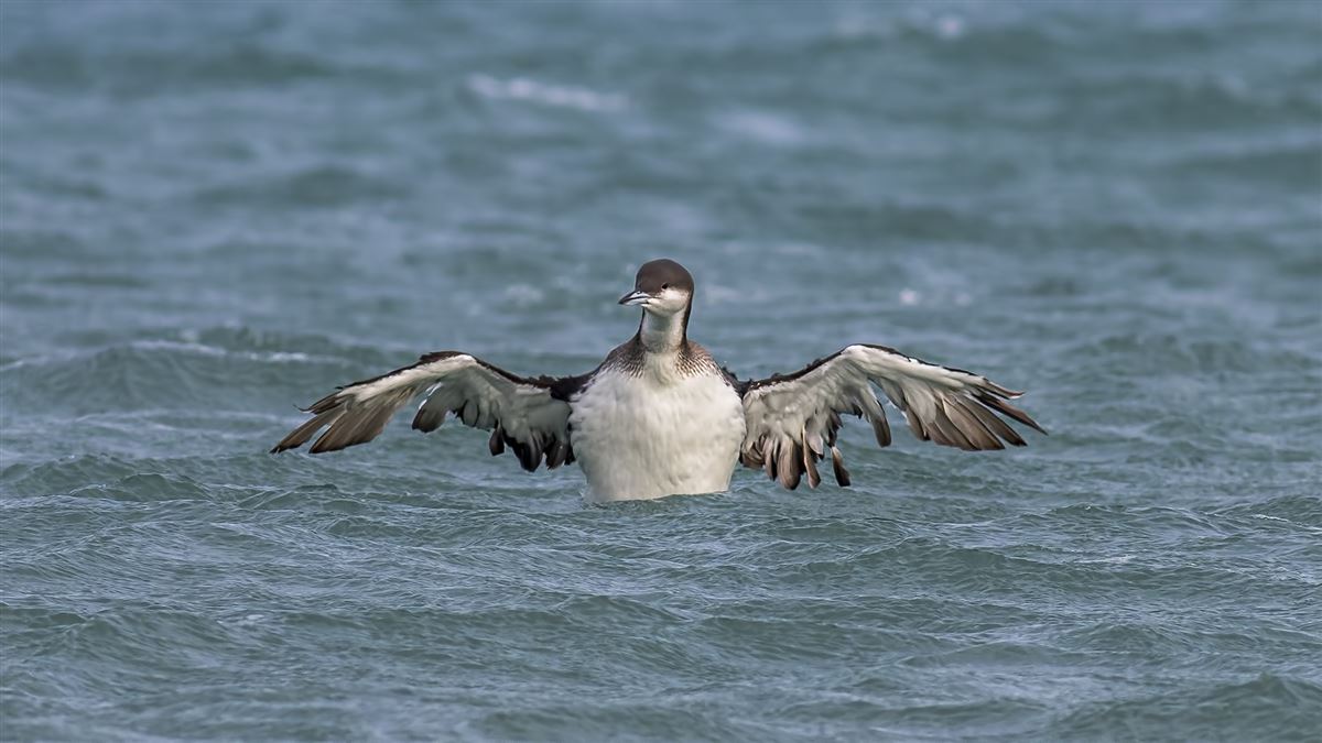 Black-throated Loon