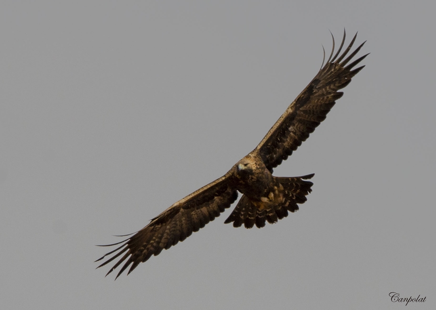 Golden Eagle