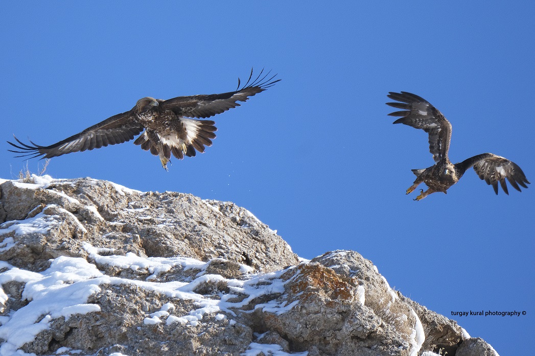 Golden Eagle