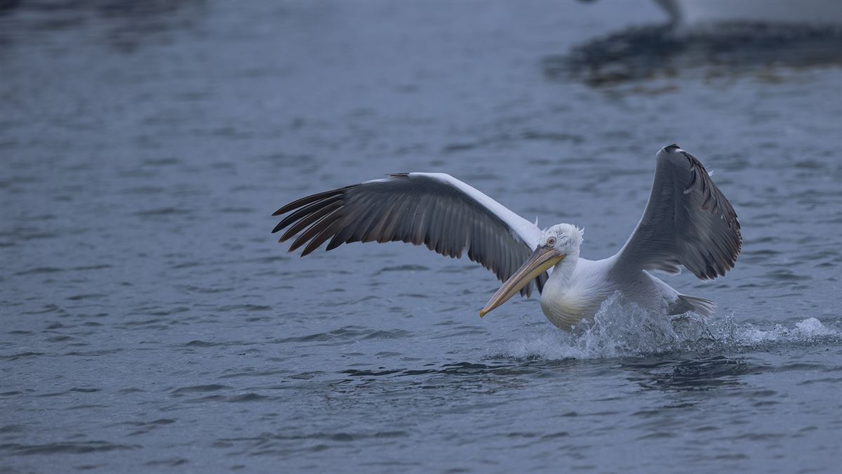 Dalmatian Pelican