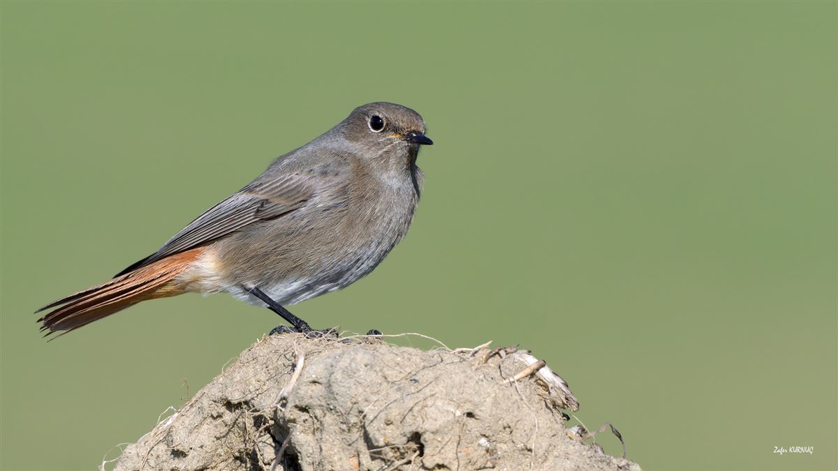 Black Redstart
