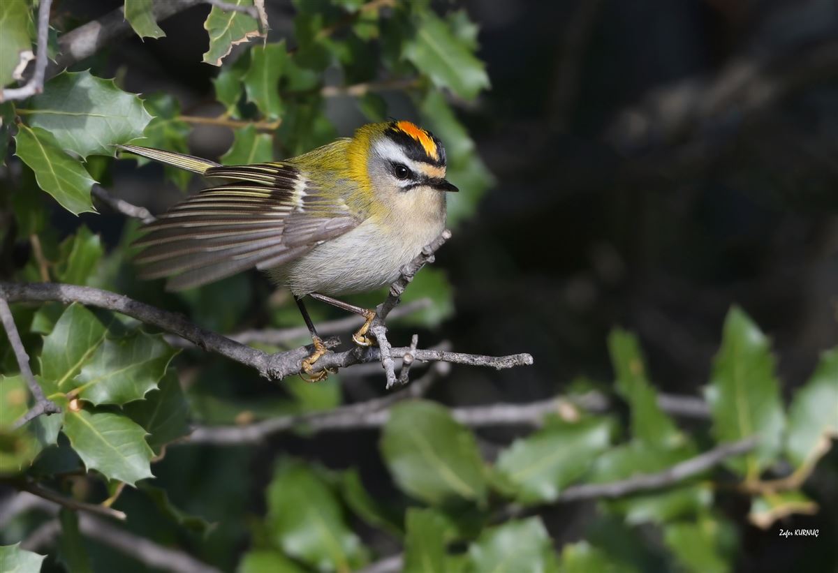 Common Firecrest