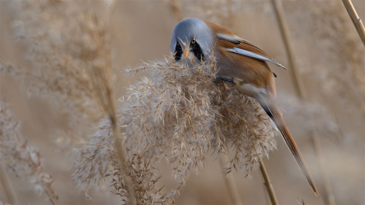 Bearded Reedling
