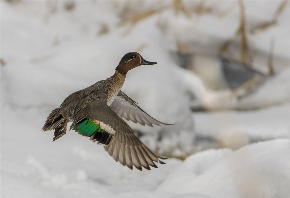 Eurasian Teal