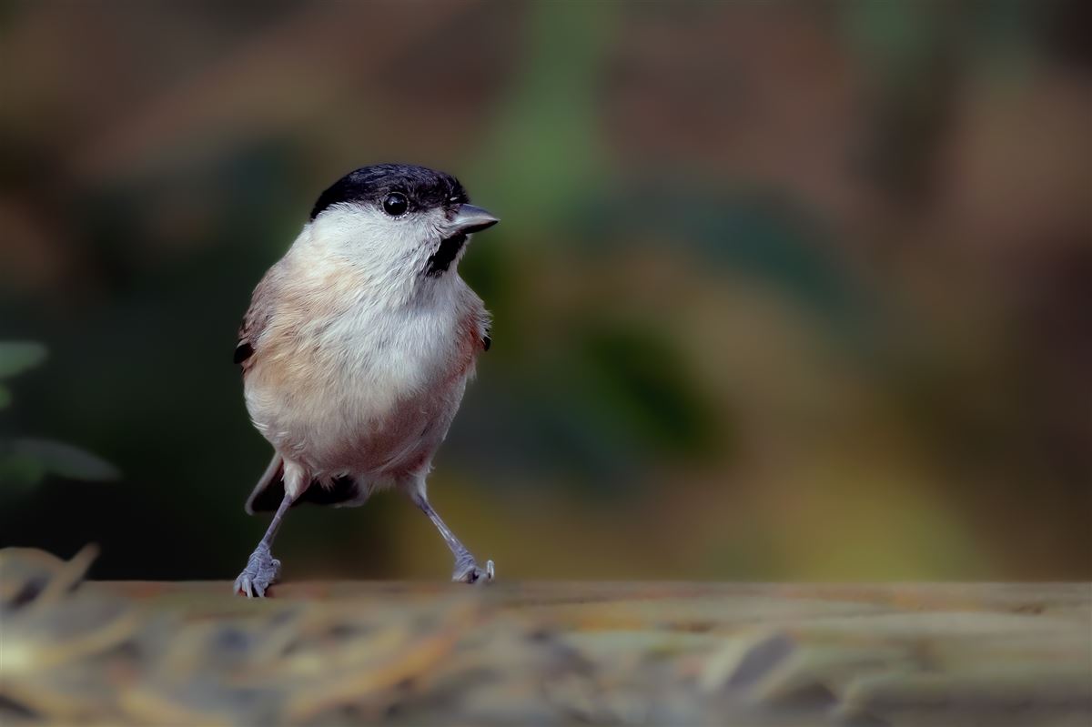 Marsh Tit