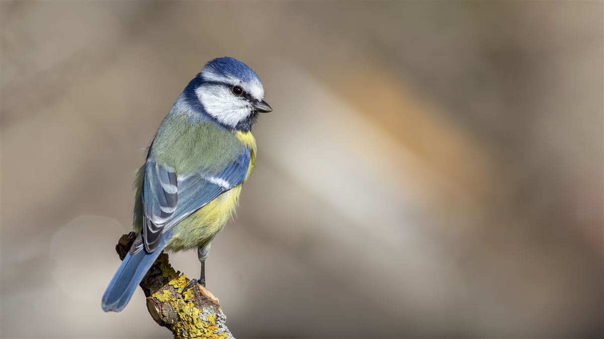 Eurasian Blue Tit