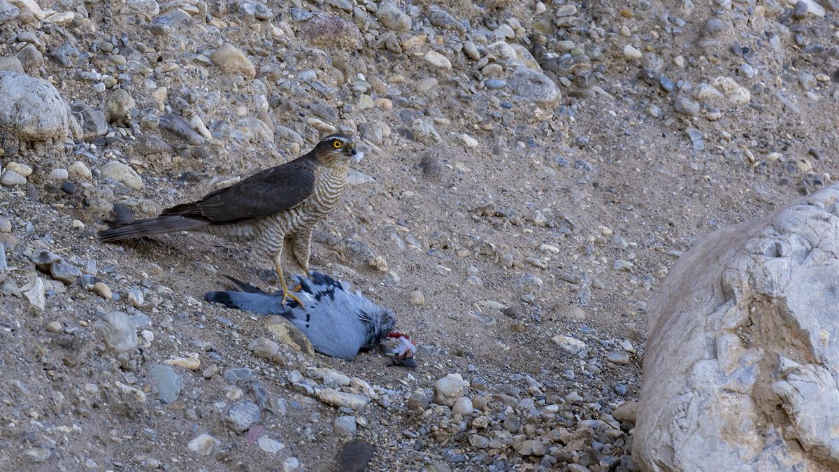 Eurasian Sparrowhawk