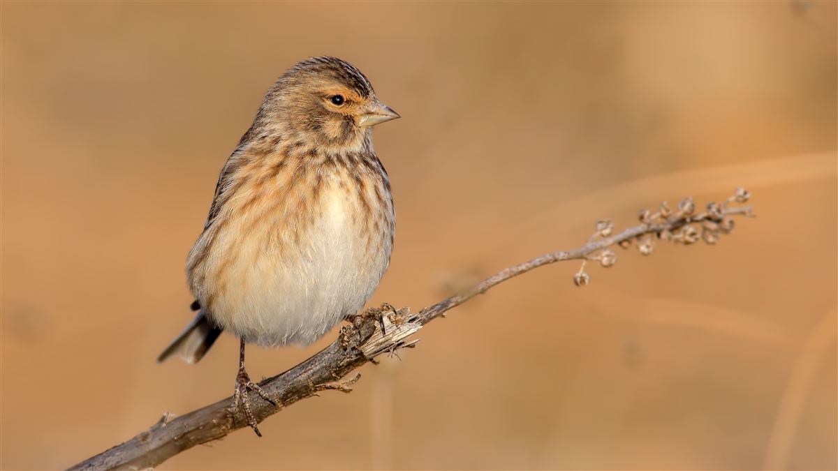 Common Linnet
