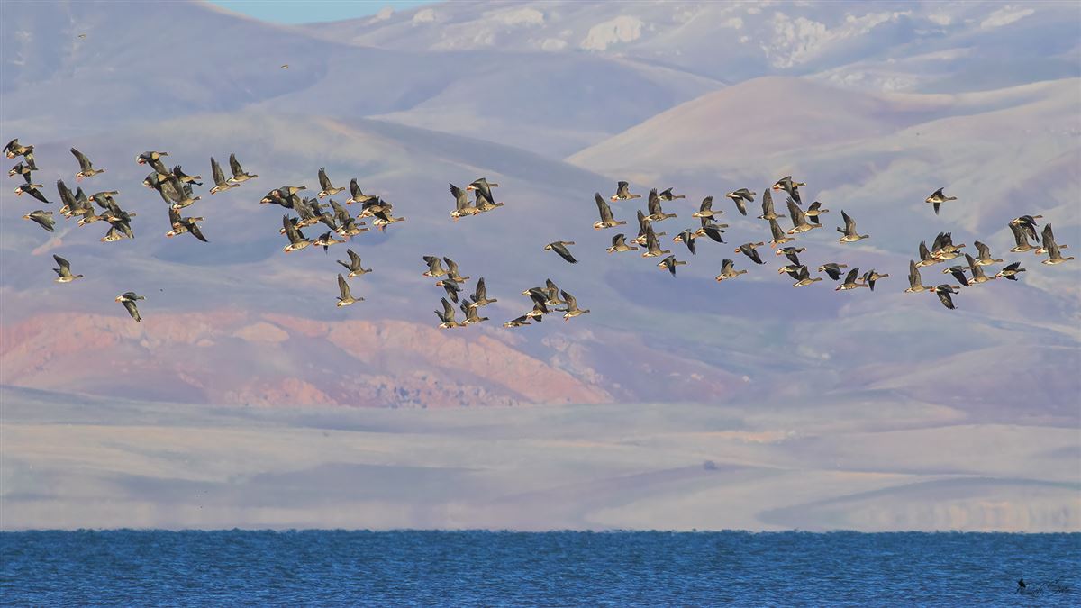 Lesser White-fronted Goose