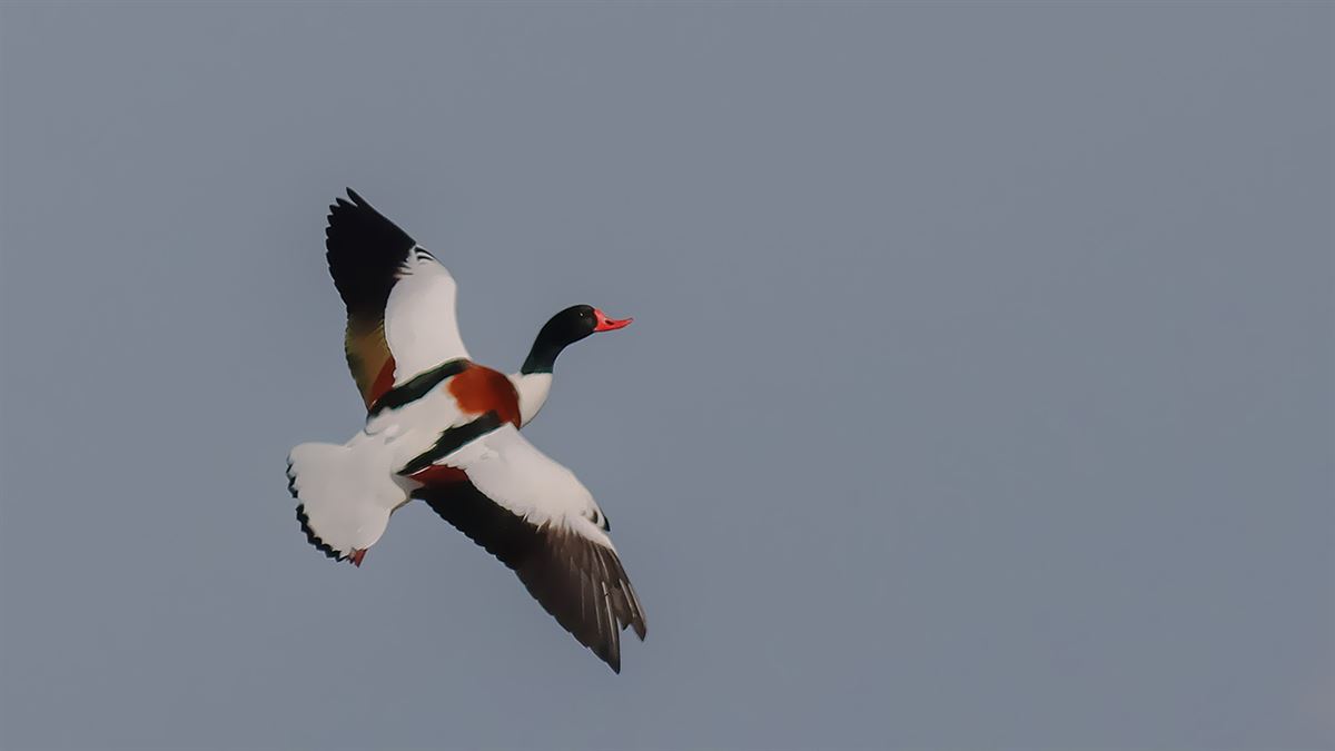 Common Shelduck