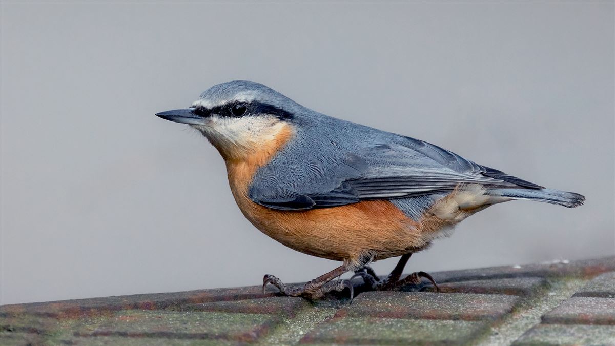 Eurasian Nuthatch