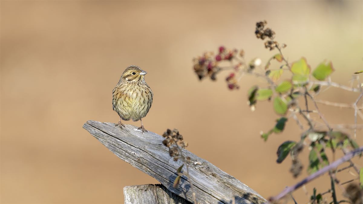 Cirl Bunting