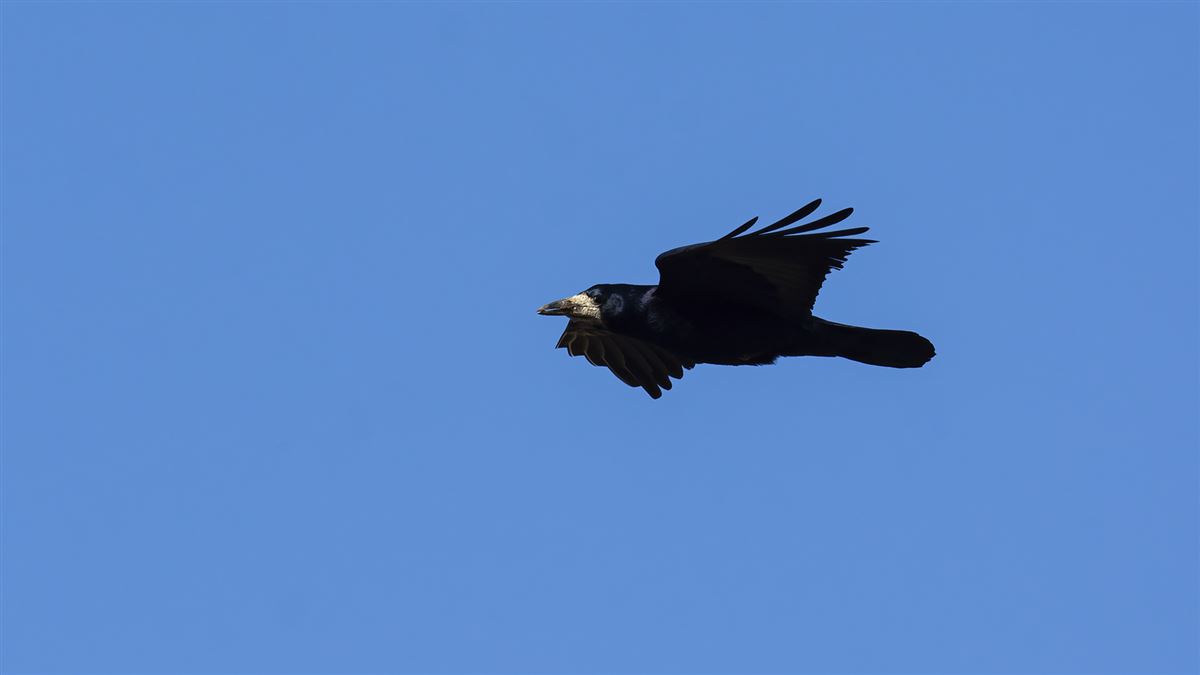 Rook