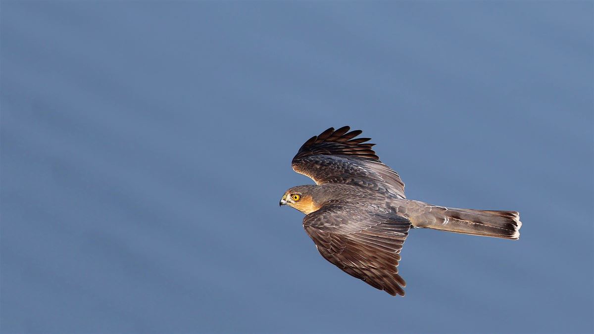 Eurasian Sparrowhawk