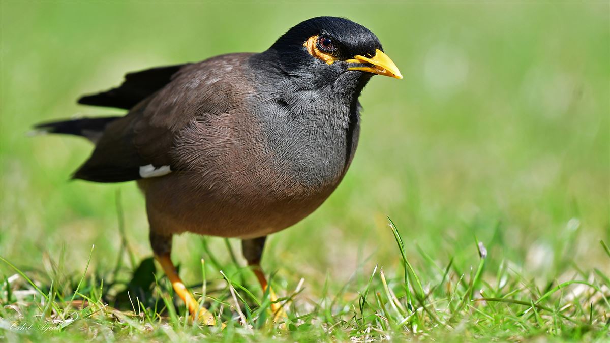 Common Myna