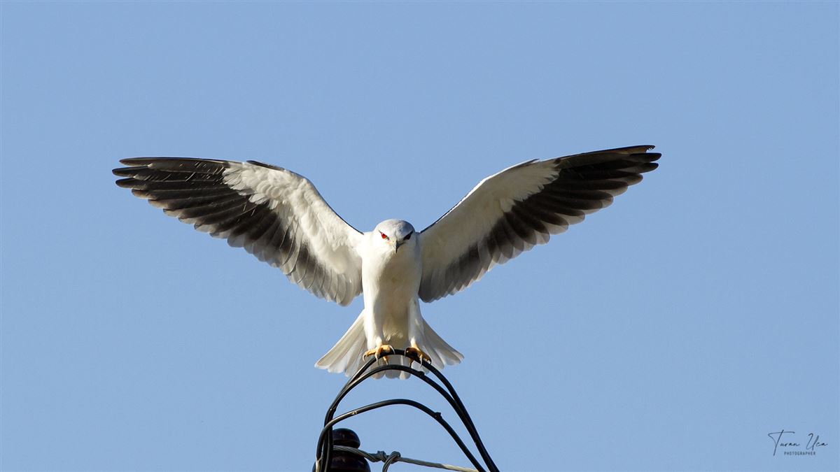 Black-winged Kite
