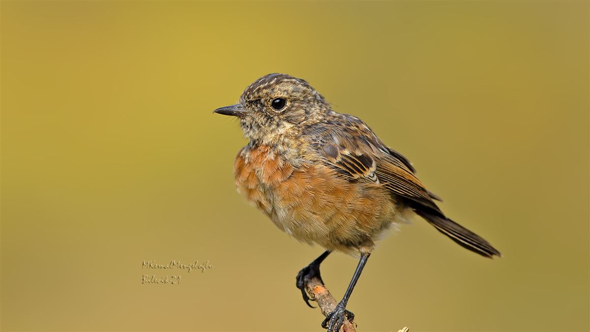 European Stonechat