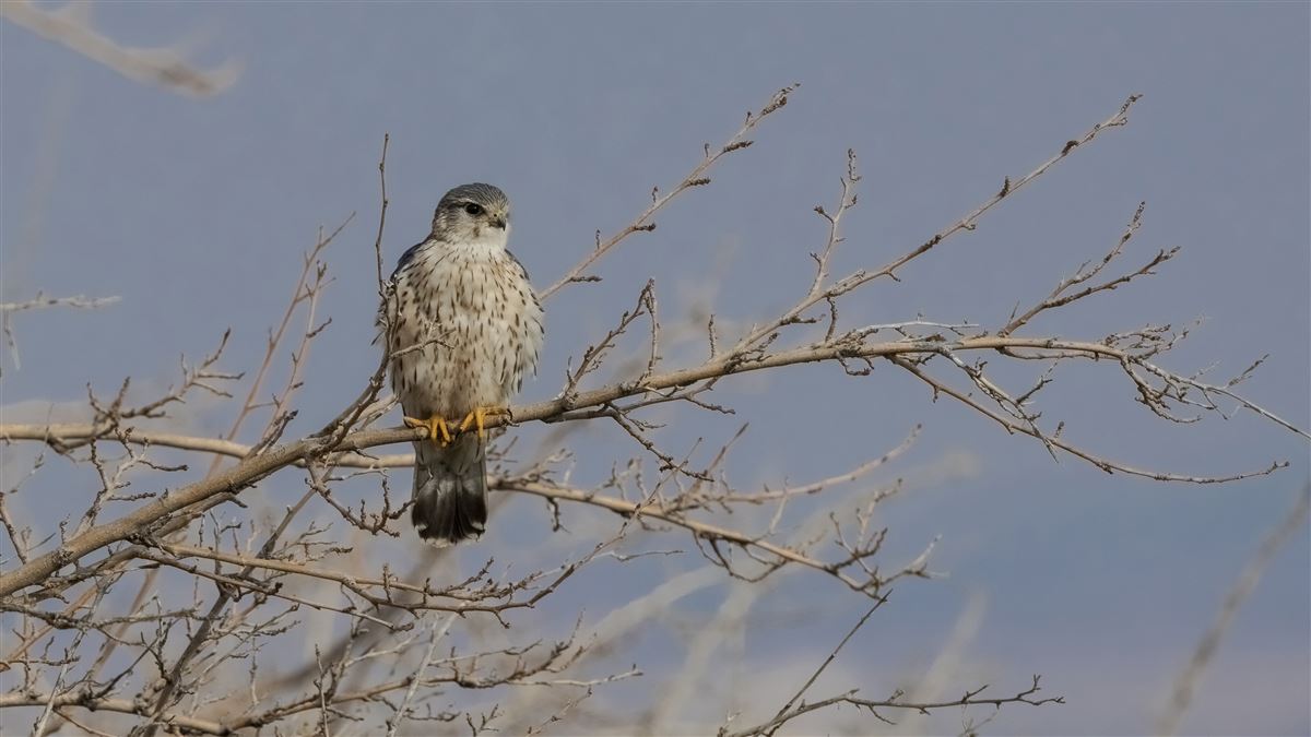 Merlin