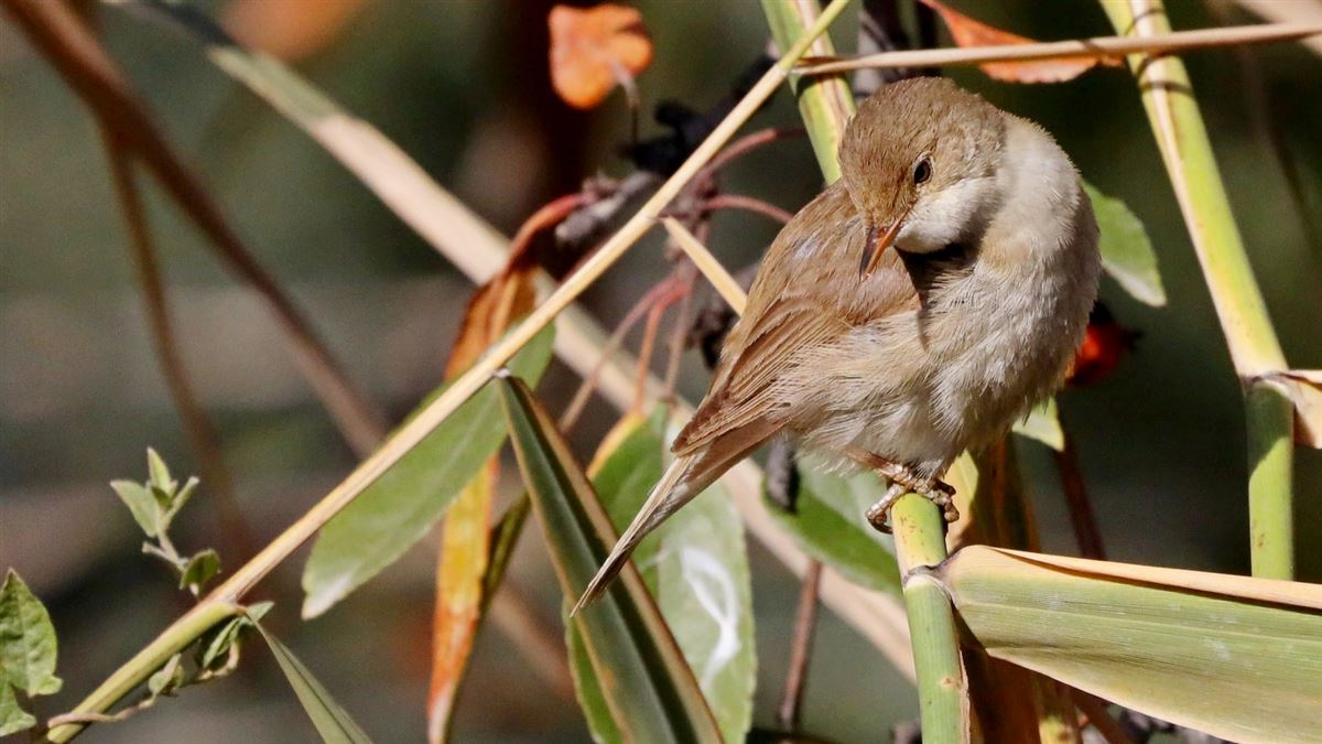 Common Reed Warbler