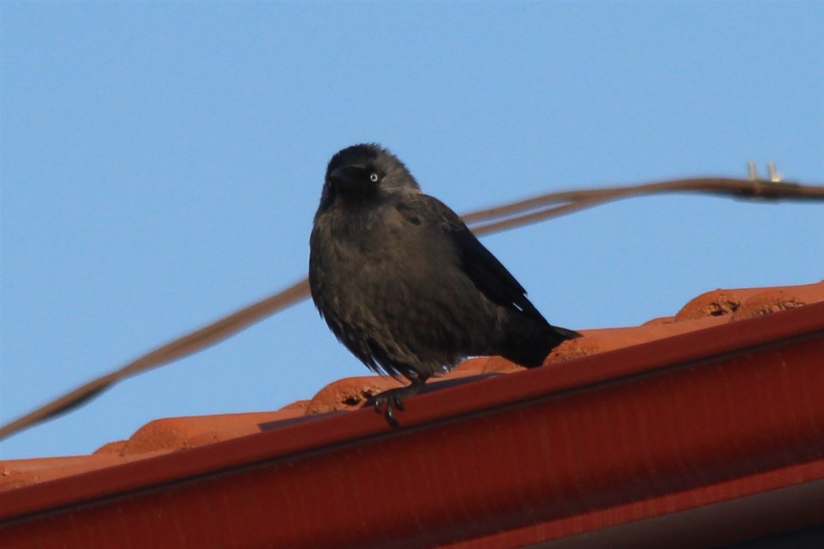 Western Jackdaw